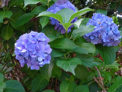 DSC02518